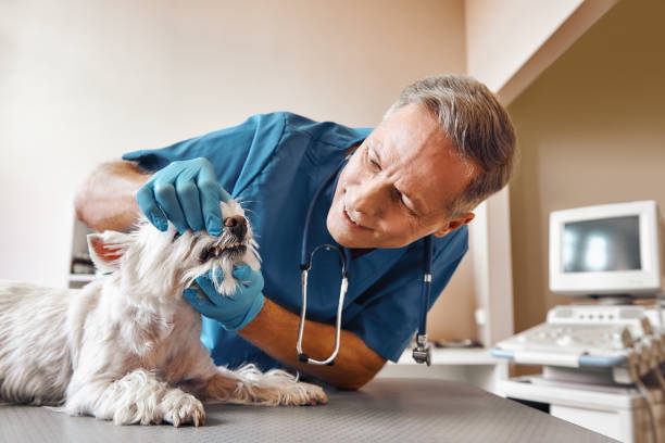 Best Emergency Root Canal Therapy in Ddleville, MI
